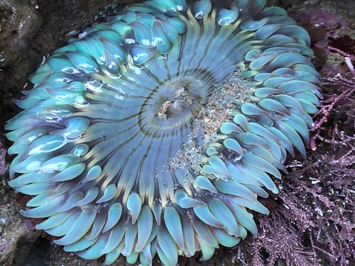 Aggregierende Anemone — Bild 5 von 8