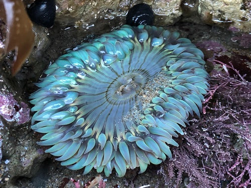Aggregierende Anemone — Bild 4 von 8