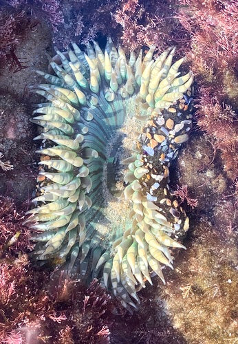 Aggregierende Anemone — Bild 3 von 8