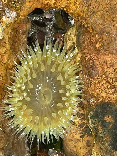 Aggregierende Anemone — Bild 1 von 8