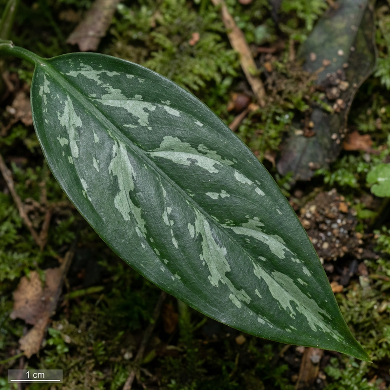 Kolbenfaden (Aglaonema), KI-Illustration