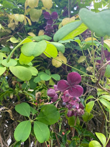 Akebie — Bild 3 von 8
