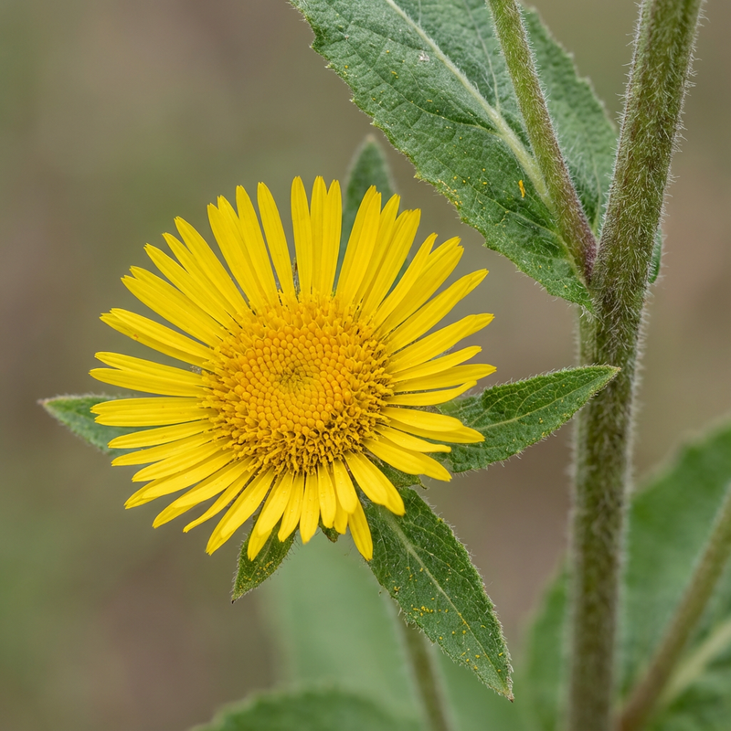 Alant (Inula helenium), KI-Illustration