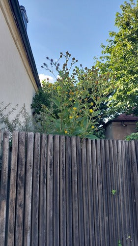 Alant — Bild 4 von 8