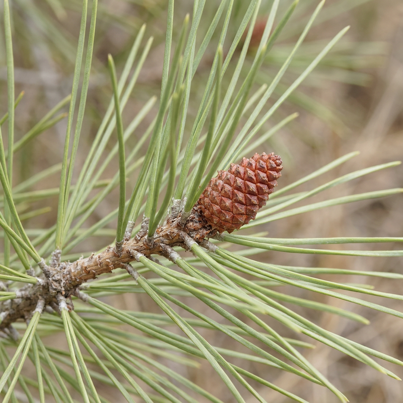 Aleppo-Kiefer (Pinus halepensis), KI-Illustration