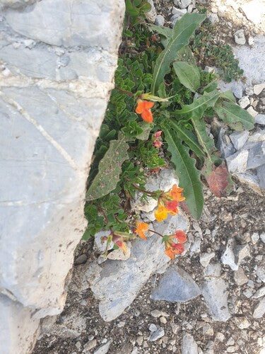 Alpen-Hornklee — Bild 3 von 6