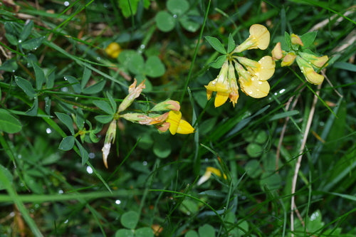 Alpen-Hornklee — Bild 1 von 6