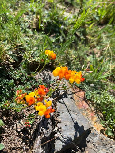 Alpen-Hornklee — Bild 4 von 6