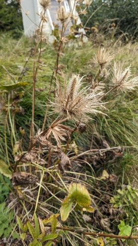 Alpen-Mannstreu — Bild 5 von 9
