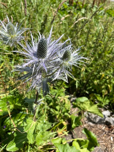 Alpen-Mannstreu — Bild 4 von 9