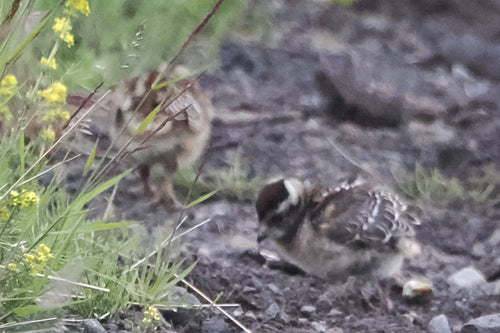Alpenschneehuhn — Bild 5 von 8