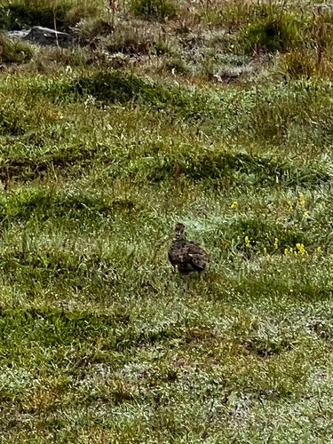 Alpenschneehuhn — Bild 2 von 8