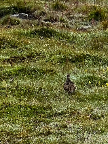 Alpenschneehuhn — Bild 1 von 8