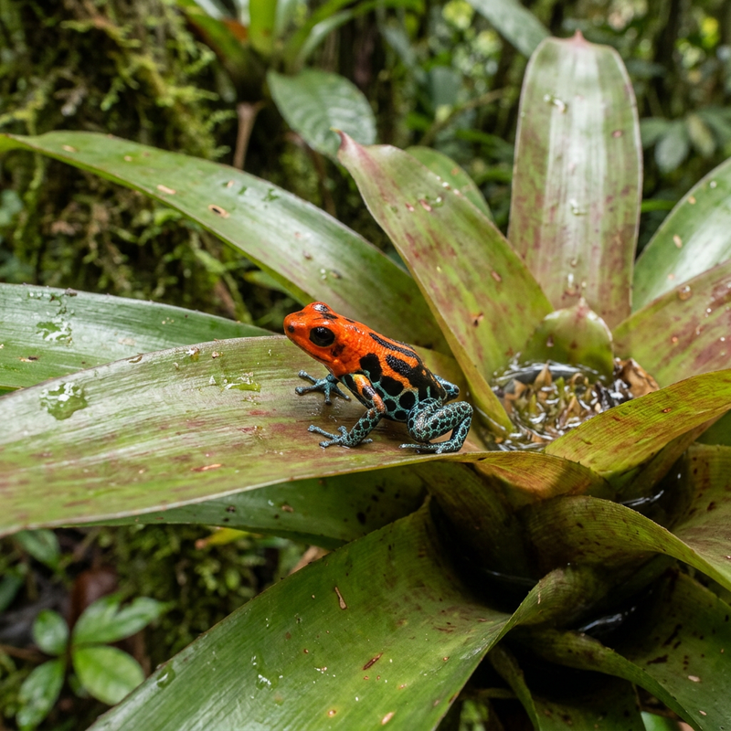 Amazonas-Baumsteigerfrosch (Ranitomeya amazonica), KI-Illustration