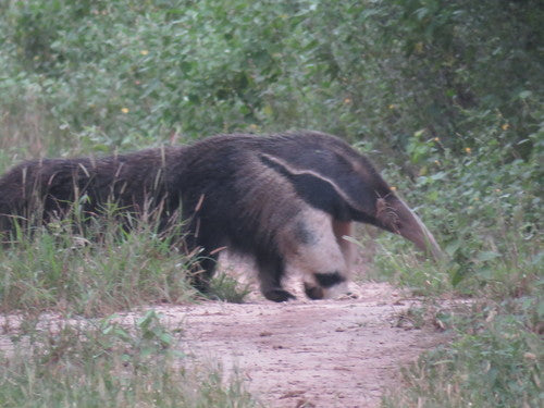 Ameisenbär — Bild 3 von 8