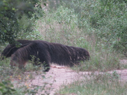 Ameisenbär — Bild 1 von 8