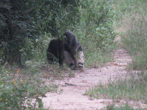 Ameisenbär — Bild 2 von 8
