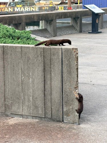 Amerikanischer Nerz — Bild 1 von 8