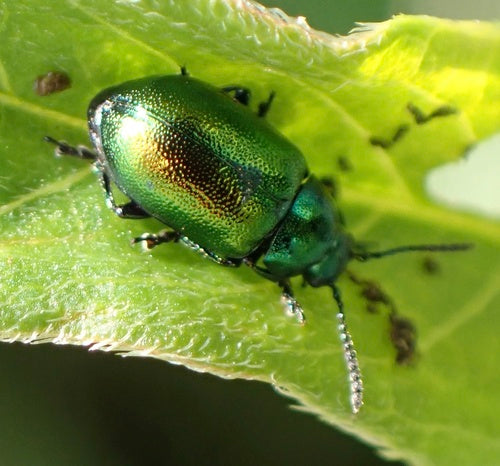 Ampfer-Blattkäfer — Bild 3 von 10