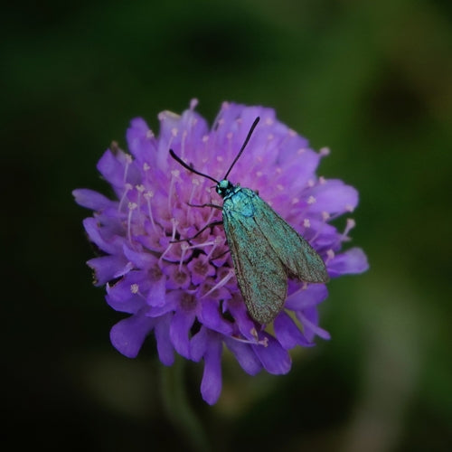 Ampfer-Grünwidderchen — Bild 5 von 8
