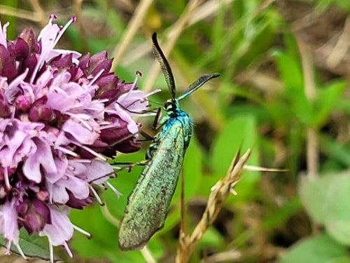 Ampfer-Grünwidderchen — Bild 2 von 8