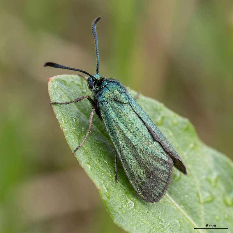 Ampfer-Grünwidderchen (Adscita statices), KI-Illustration