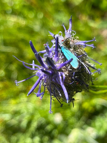 Ampfer-Grünwidderchen — Bild 1 von 8