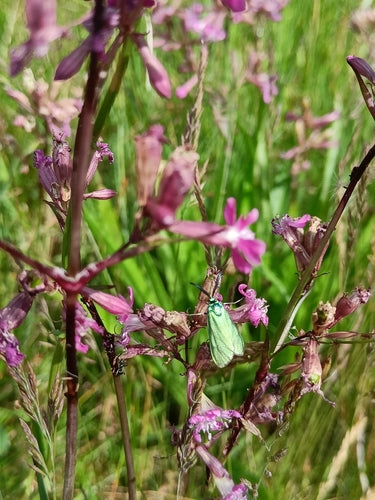 Ampfer-Grünwidderchen — Bild 3 von 8