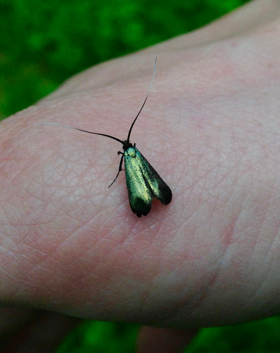 Ampfer-Grünwidderchen — Bild 4 von 8