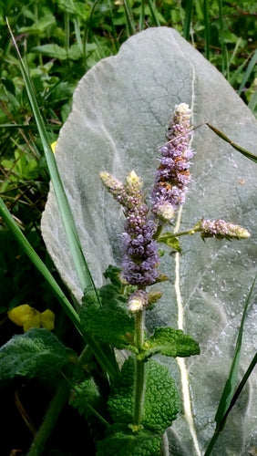 Apfelminze — Bild 4 von 10