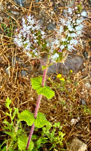 Apfelminze — Bild 3 von 10
