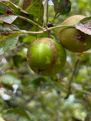 Apfelsägewespe — Bild 3 von 3