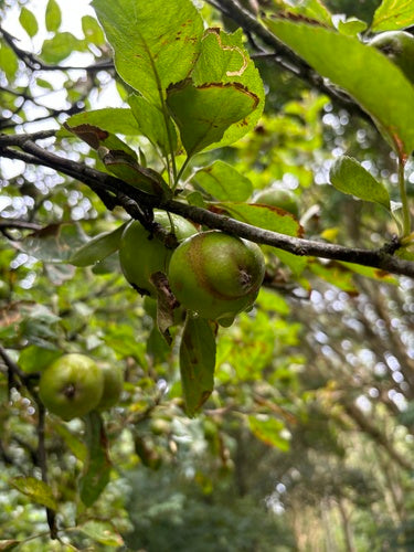 Apfelsägewespe — Bild 2 von 3