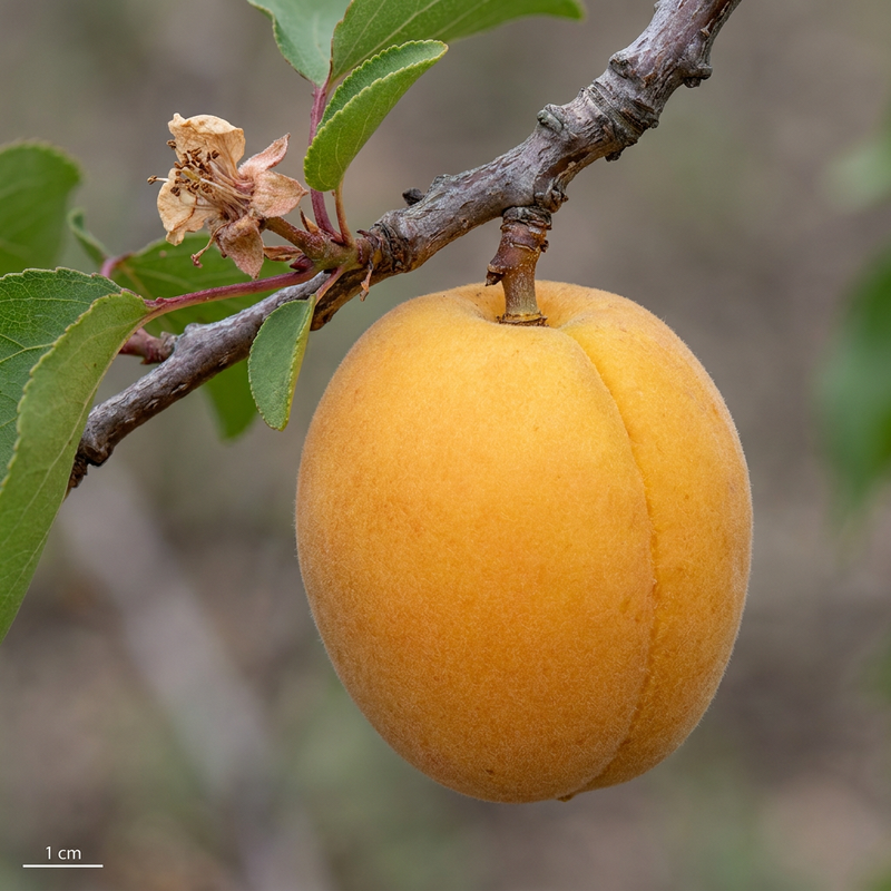 Aprikose (Prunus armeniaca), KI-Illustration