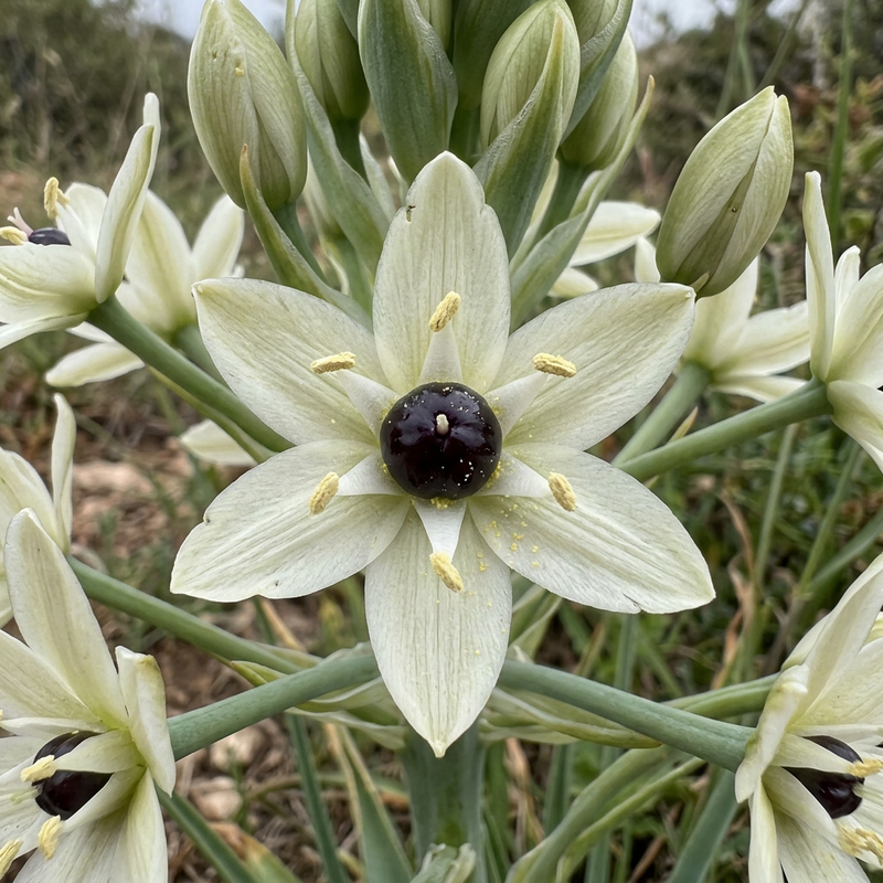 Arabischer Milchstern (Ornithogalum arabicum), KI-Illustration