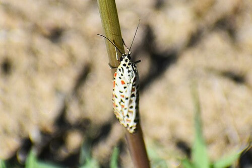 Asiatischer Punktbär — Bild 4 von 9