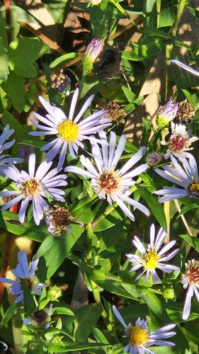 Astern — Bild 2