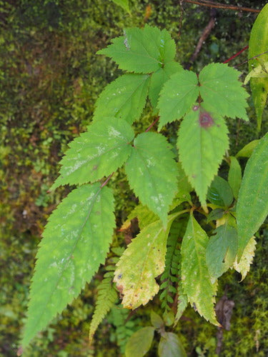 Astilben — Bild 1 von 21