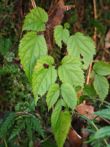 Astilben — Bild 4 von 21