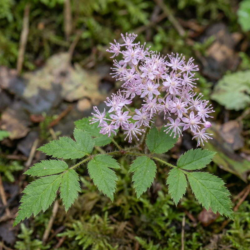 Astilben (Astilbe chinensis), KI-Illustration