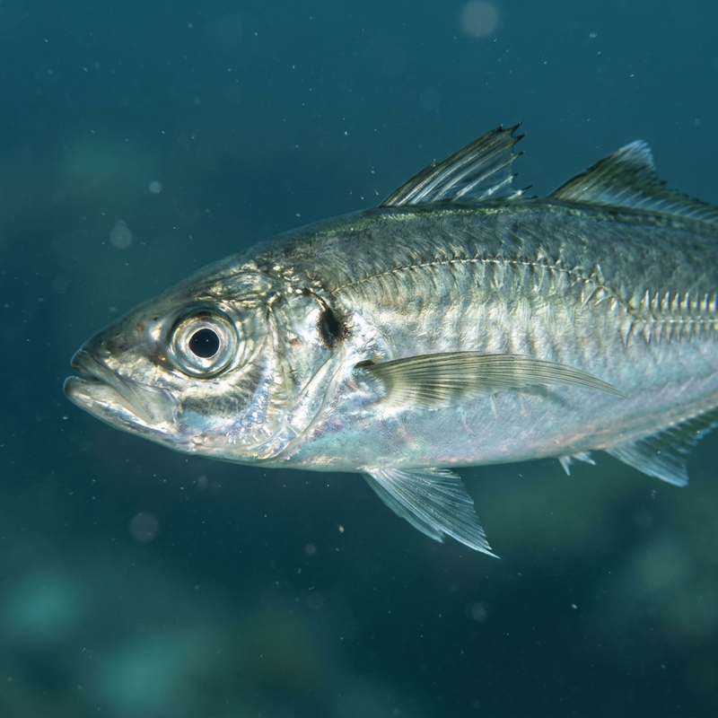 Atlantische Stachelmakrele (Trachurus trachurus), KI-Illustration