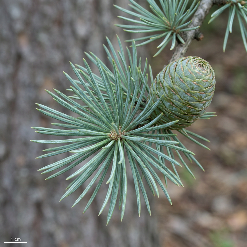 Atlas-Zeder (Cedrus atlantica), KI-Illustration