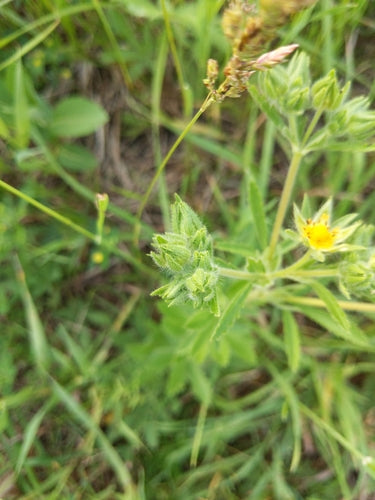 Aufrechtes Fingerkraut — Bild 5 von 10