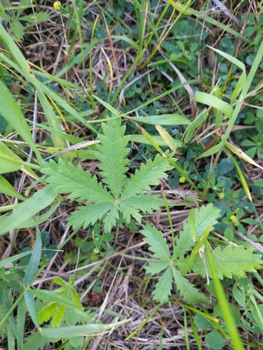 Aufrechtes Fingerkraut — Bild 4 von 10