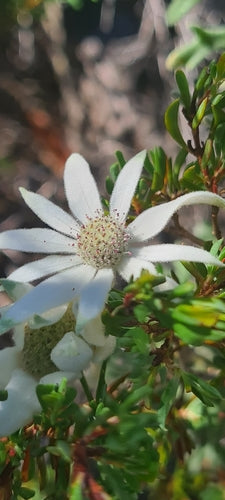 Australische Flanellblume — Bild 1 von 8