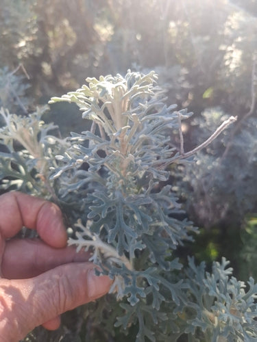 Australische Flanellblume — Bild 4 von 8