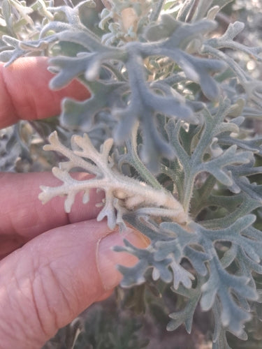 Australische Flanellblume — Bild 3 von 8