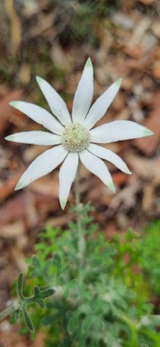Australische Flanellblume — Bild 2 von 8