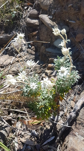Australische Flanellblume — Bild 5 von 8