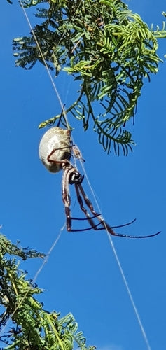 Australische Goldene Seidenspinne — Bild 3 von 8